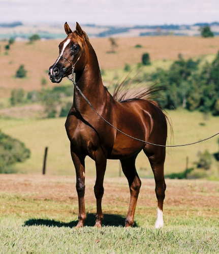 Caballos Ponis: Fotos de caballos árabes