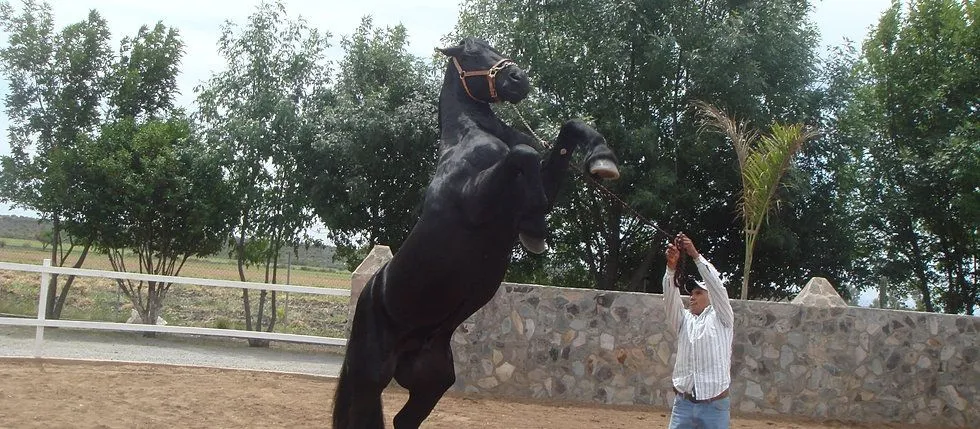 Caballos y potros frisones, frisones Holanda, frisian, caballos ...