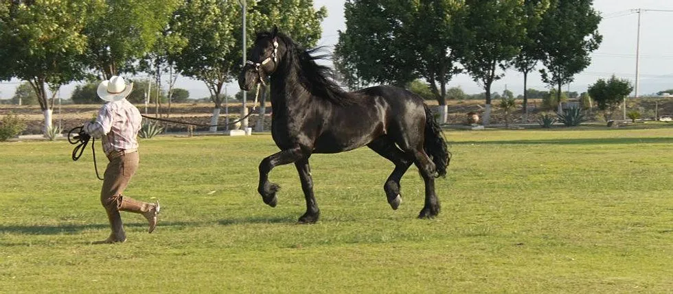 Caballos y potros frisones, frisones Holanda, frisian, caballos ...