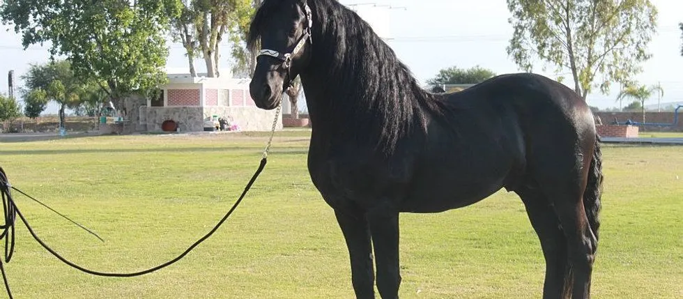 Caballos y potros frisones, frisones Holanda, frisian, caballos ...