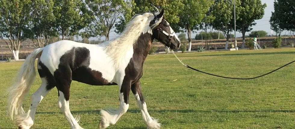 Caballos y potros frisones, frisones Holanda, frisian, caballos ...