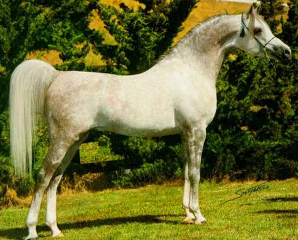 caballos de pura raza española