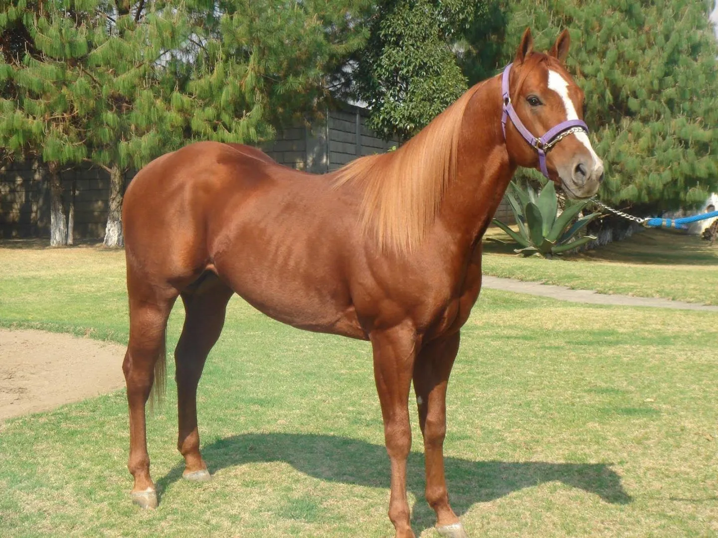 Caballos pura sangre inglés