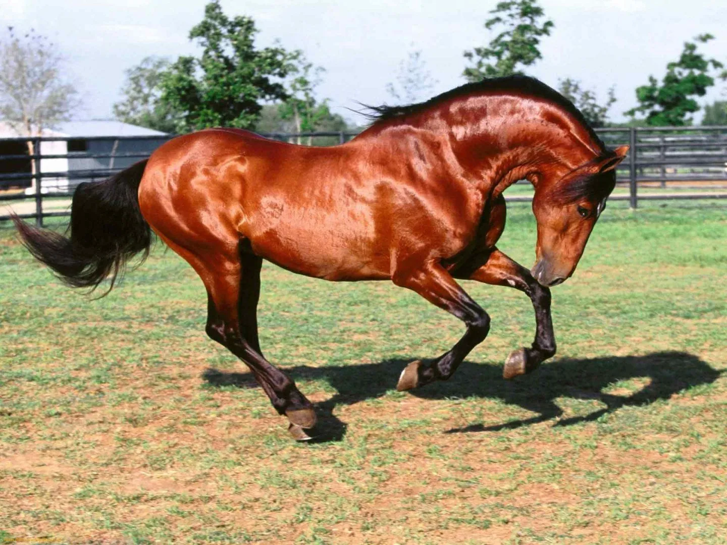 Caballos pura sangre inglés