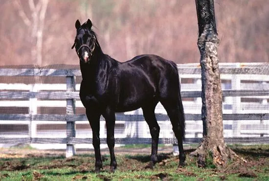 Caballos pura sangre inglés. Fotos de caballos pura sangre inglés