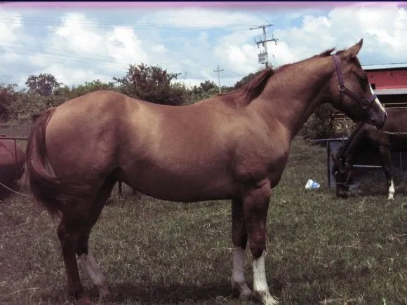 Caballos de ranchos - Imagui