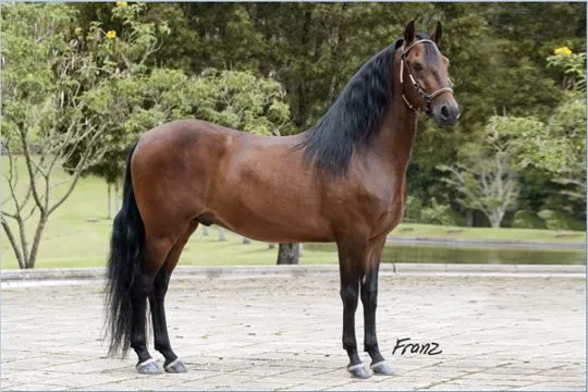 Los Caballos de Rasguño: un negocio manejado desde su celda en ...