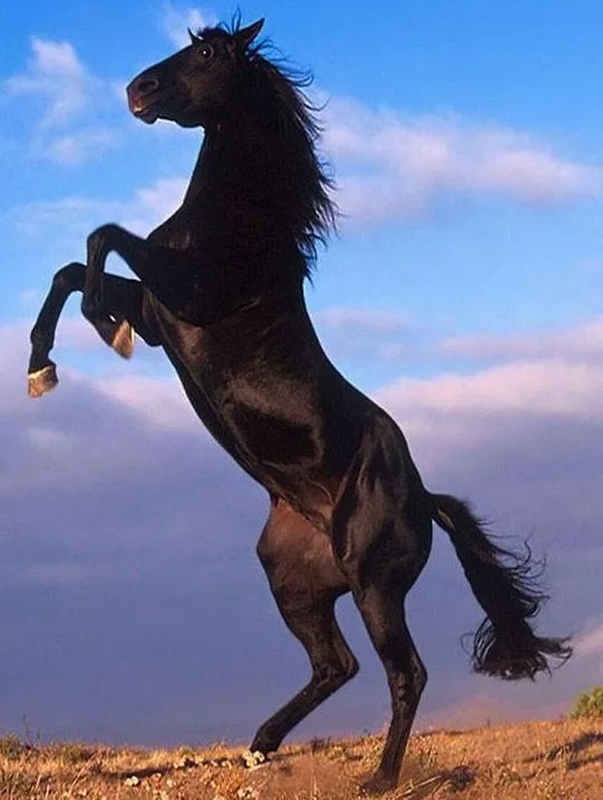 Caballos relinchando - Imagui