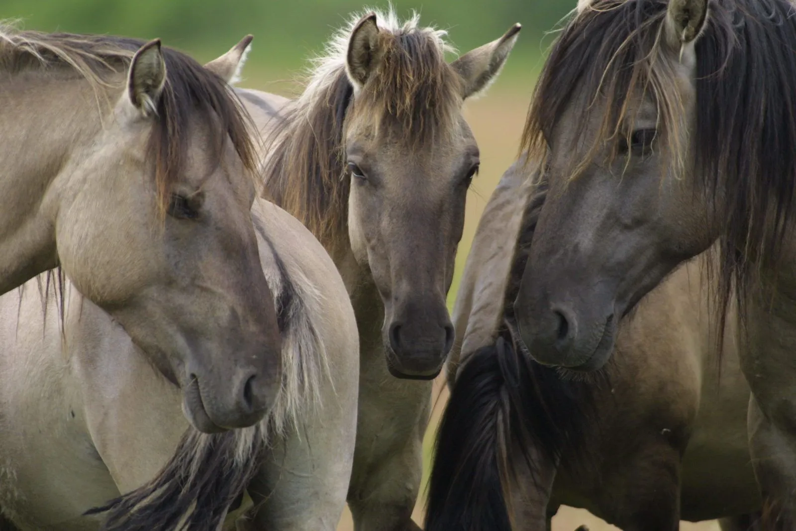 Caballos salvajes :: Imágenes y fotos