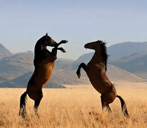 Caballos | Perdidos en Buenos Aires