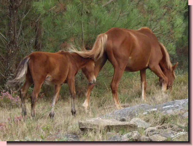 CABALLOS SALVAJES. Monte San Lois cerca de Noia (A Coruña).