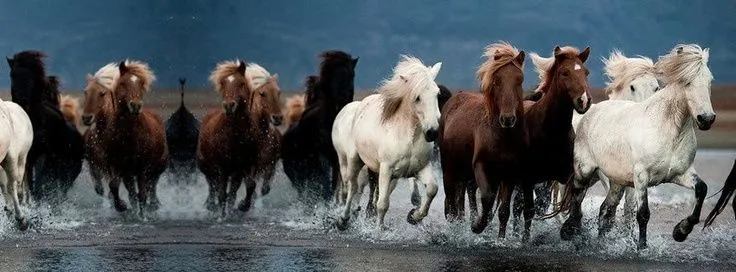 Caballos salvajes... | Portadas para tu facebook | Pinterest