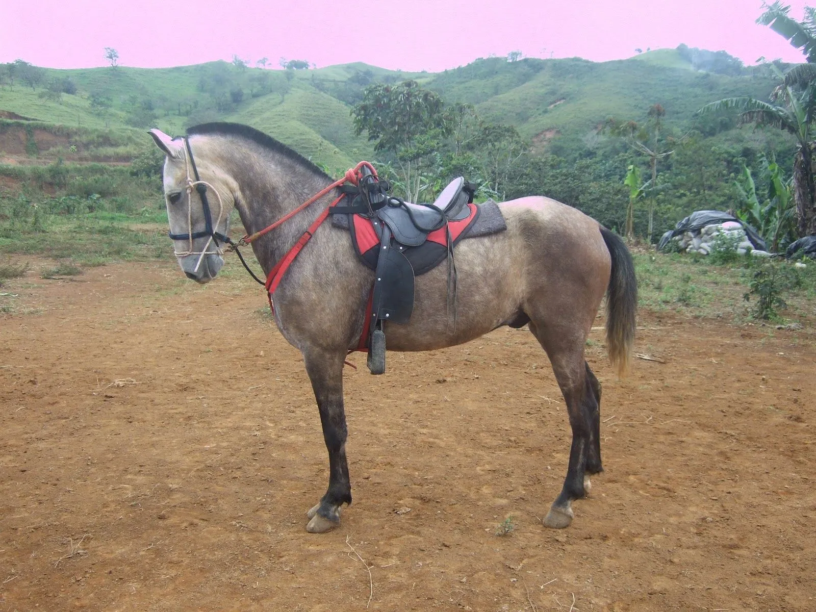 Caballos de venta - Imagui