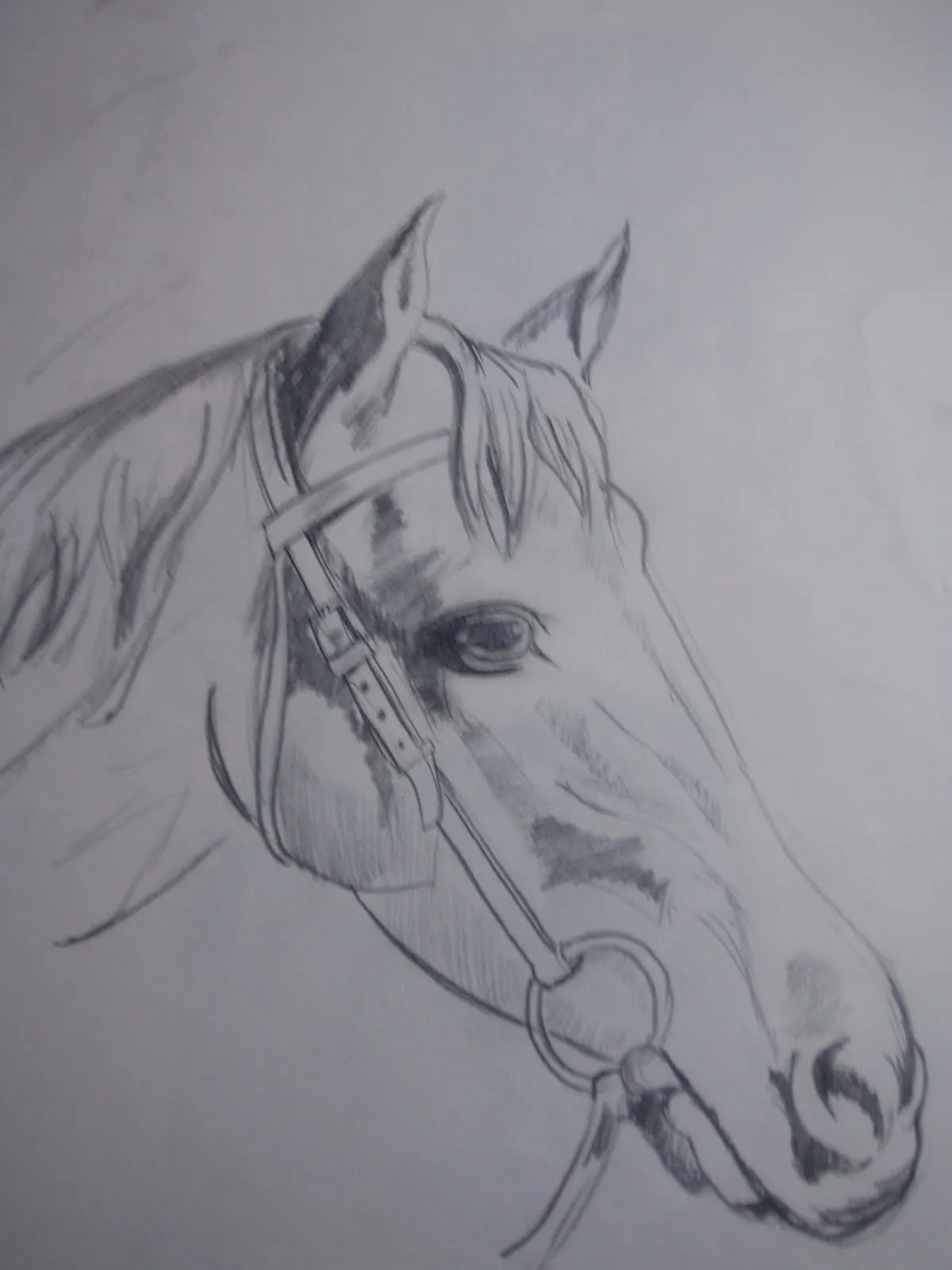 Mi cuaderno de dibujos: Cabeza de caballo