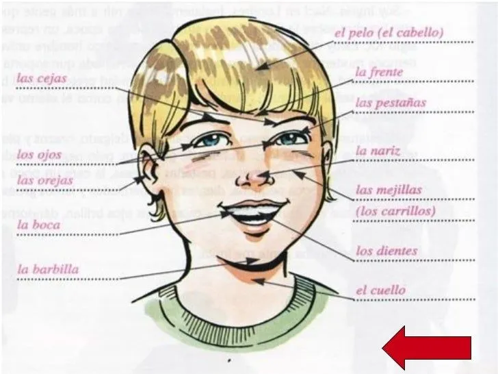 LAS PARTE DE LA CABEZA EN INGLES - Imagui