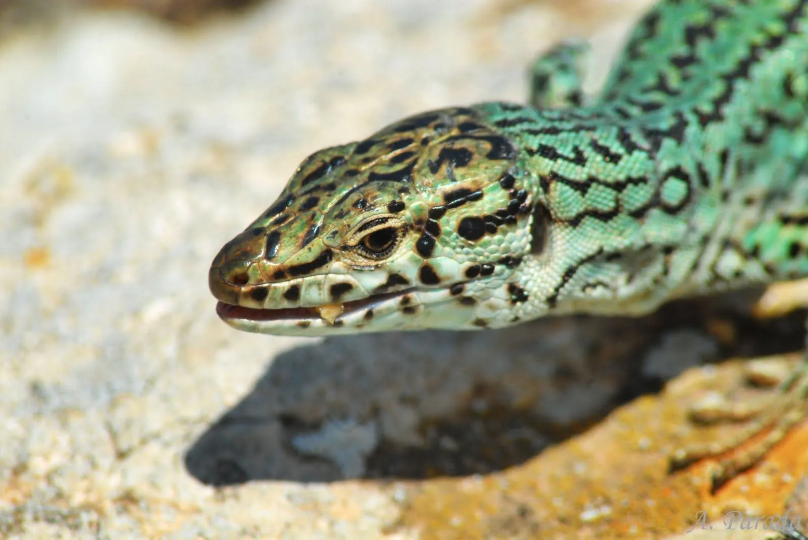 Tienes la cabeza llena de pajaritos...: Herpetoviaje a Ibiza y ...