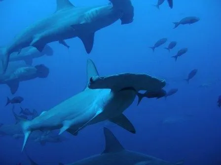 Tiburón martillo, cuenta con radar propio: su cabeza ...