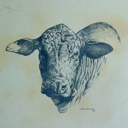 Photo: Cabeza De Toro Brangus - Dibujo Hecho En | Lurvely