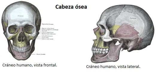 cabeza+osea.png