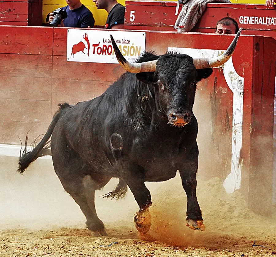 Cabezas de toro – Toropasión, empresa líder en la organización de ...