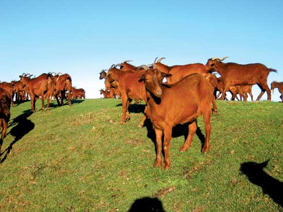 Asturias: Fauna Autóctona de Asturias II