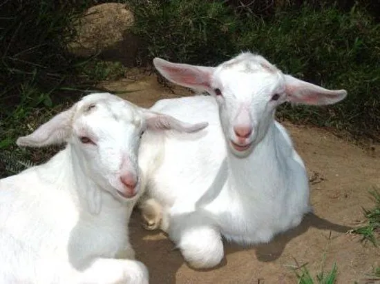 Cabritas – Foto de Durika Biological Reserve, Buenos Aires ...