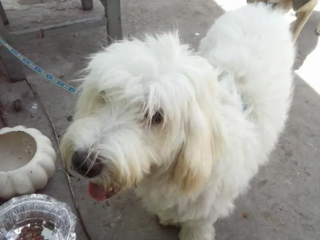 cachoro pudo misturado com piche por reas | Vazlon Brasil