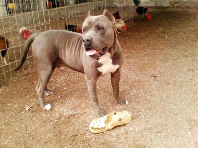 Cachorritos pitbull blue Y un Bulldog adulto en Jimenez