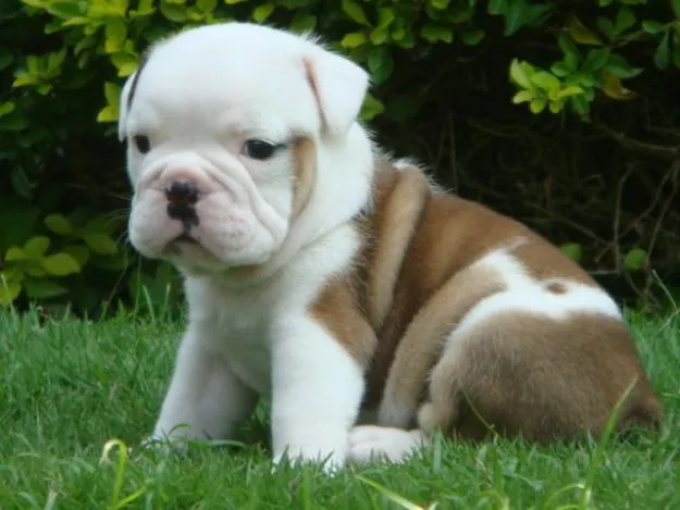 Cachorro-bulldog - Imagui