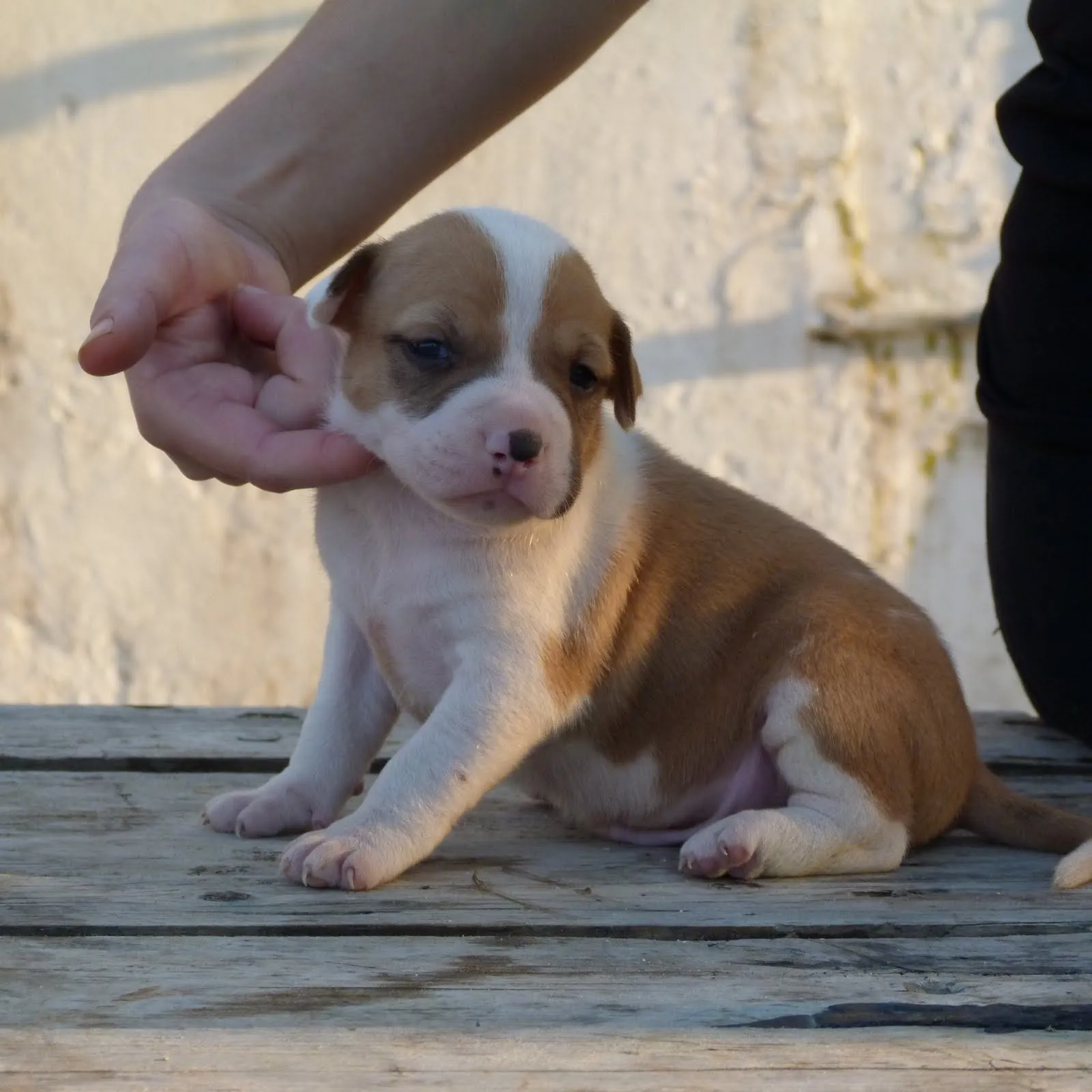 EL CACHORRO QUE BUSCAS: american stanford