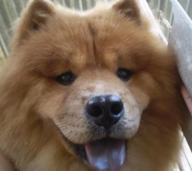 Cachorro chow chow - Imagui