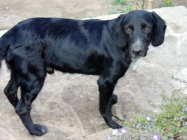 cachorro cocker | Cuidar de tu mascota es facilisimo.