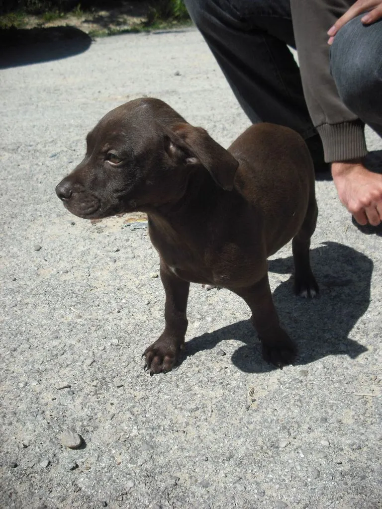 Cachorro cruce de pitbull con cocker de 3 meses adopcion‏ en Jerez ...