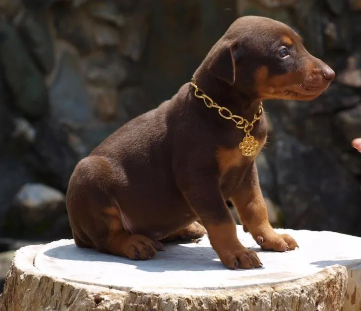 Cachorro Doberman rojo | Mundo Perro