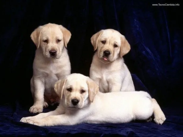 Cachorro é tudo de bom !: No inverno, posso usar roupinhas no meu ...