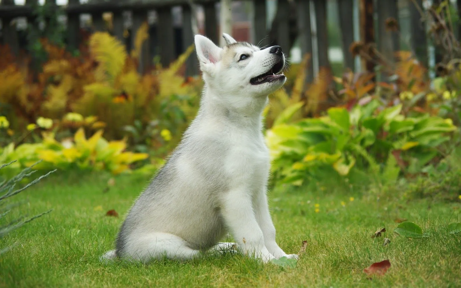 Cachorro de Husky Siberiano - Fondos de Pantalla HD - Wallpapers HD