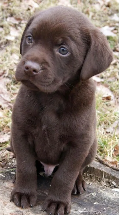 cachorro labrador, marrón chocolate | Chocolate labs | Pinterest