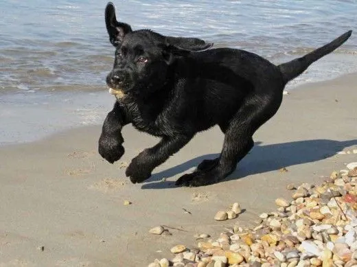 cuanto tiene que pesar un cachorro labrador de 3 meses? (Página 2 ...