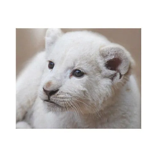 Cachorro de león blanco del viejo bebé de seis sem impresion en ...