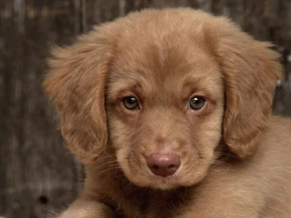 Cachorro lindo - Imagui