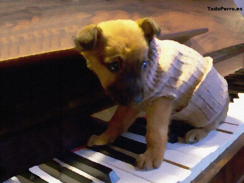 Cachorro sobre piano (fondo de pantalla)