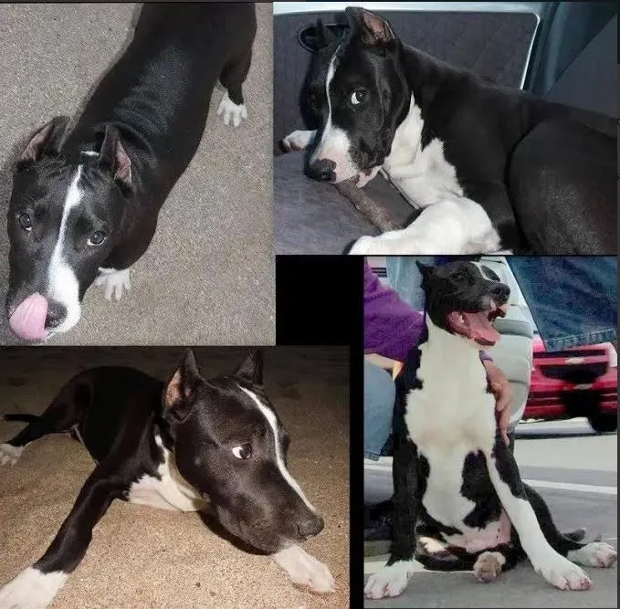 Cachorro de pitbull, orejas cortas, negro y blanco. Se perdio en ...