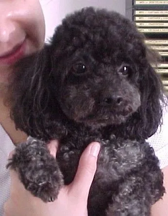 cachorro poodle - group picture, image by tag - keywordpictures.com