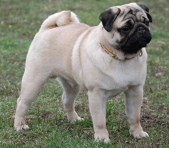 Cachorro Pug