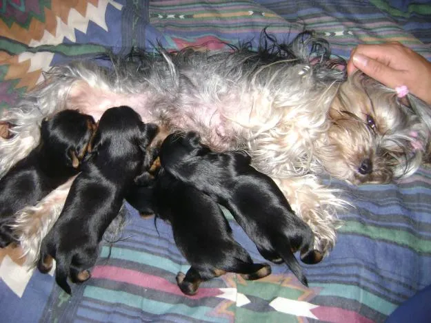 Yorkshire recien nacido - Imagui