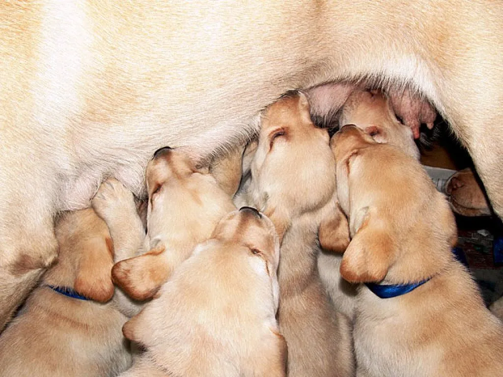 cachorros recien nacidos | Cuidar de tu perro es facilisimo.