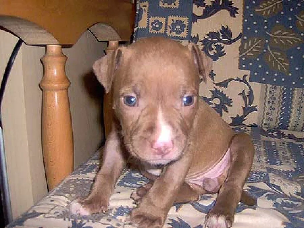 que hacer con un cachorro recien nacido | Cuidar de tu perro es ...