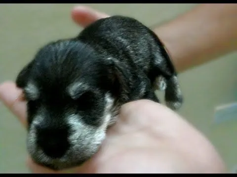 cachorro schnauzer se asusta - YouTube