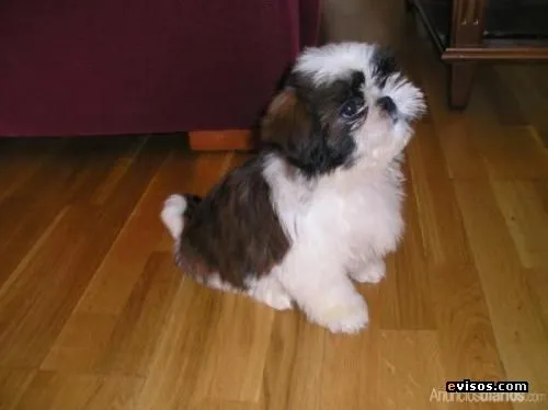 Cachorros de shih tzu - Imagui