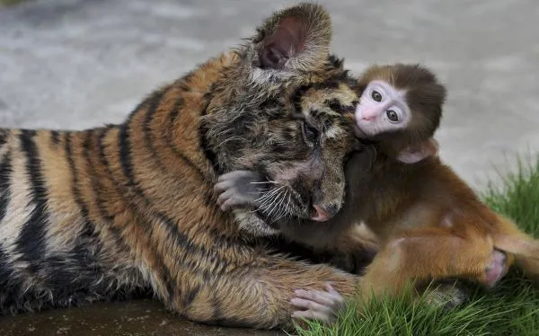 Un cachorro de tigre y un mono bebé se divierten juntos en el ...